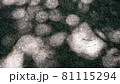 晴れた日に見下ろした、木漏れ日と影 81115294