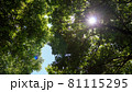 晴れた日に見上げた木03 81115295
