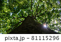 晴れた日に見上げた木02 81115296