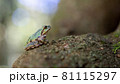 森の中から空を見上げるアマガエル 81115297