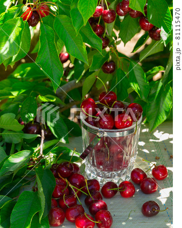 Orchard - ripe delicious cherries on the table under trees 81115470