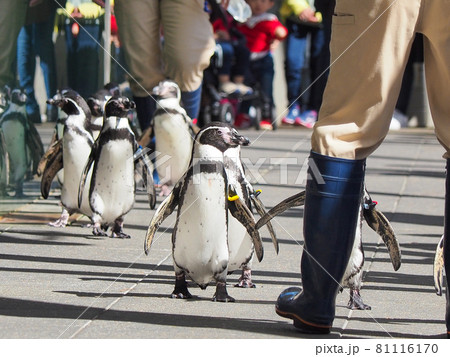 イルカショーが楽しい! 城崎マリンワールド イルカショーが楽しい! 城崎マリンワールド 81116170