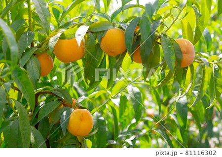 Ripe peaches growing on peach tree in garden Ripe peaches growing on peach tree in garden 81116302