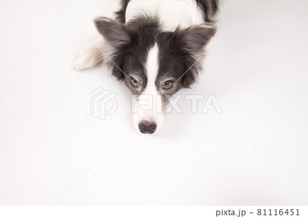 白い背景で撮影したボーダーコリーの写真素材 白い背景で撮影したボーダーコリーの写真素材