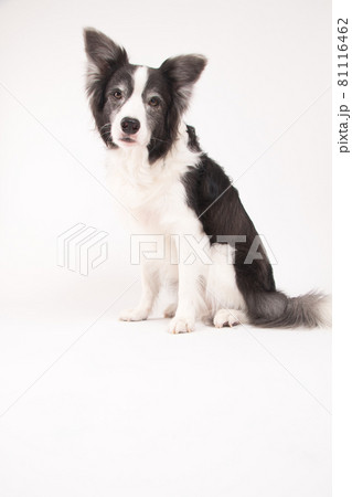 白い背景で撮影したボーダーコリー 81116462