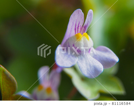 東京板橋の住宅街に咲くツタカラクサ 81116584