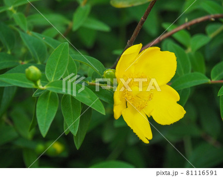 東京板橋・西台緑地のタイリンキンシバイ 81116591