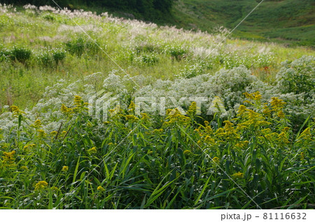 手稲山秋の登山道 81116632