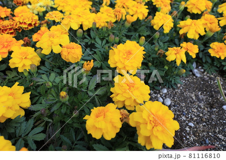 マリーゴールド マリーゴールド 81116810