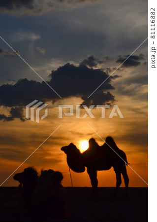 モンゴルの大地に沈む美しい夕日とフタコブラクダのシルエット モンゴルの大地に沈む美しい夕日とフタコブラクダのシルエット 81116882