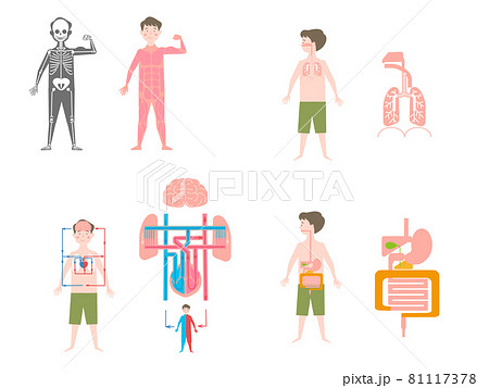 男の子と体のつくりセットのイラスト素材