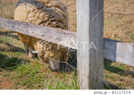秩父羊山公園の羊たち 81117574