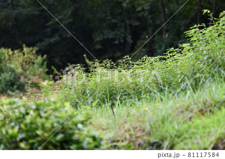 カワラケツメイの群生 カワラケツメイの群生 81117584