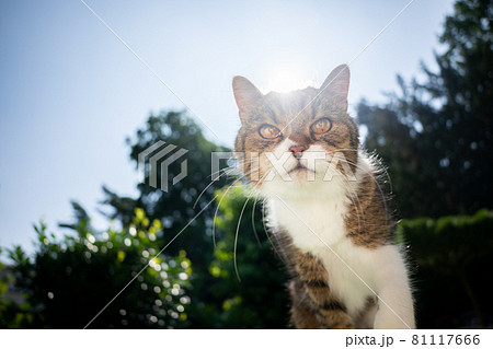 tabby white cat looking at camera curiously outdoors on sunny day tabby white cat looking at camera curiously outdoors on sunny day 81117666