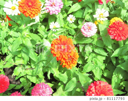 満開の色とりどりのダリアのお花畑 満開の色とりどりのダリアのお花畑 81117793