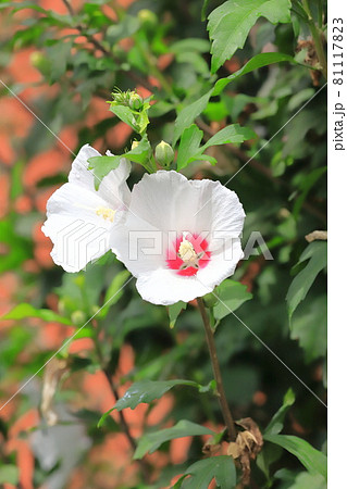 白い木槿（ムクゲ）の花とつぼみ　　 81117823