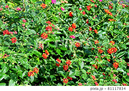 ランタナ 81117834