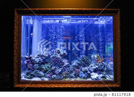 熱帯魚の水槽 熱帯魚の水槽 81117918