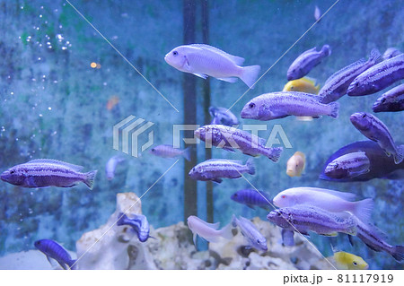 水槽の熱帯魚 イエローストライプシクリッド スキアエノクロミス・フライエリー 水槽の熱帯魚 イエローストライプシクリッド スキアエノクロミス・フライエリー 81117919