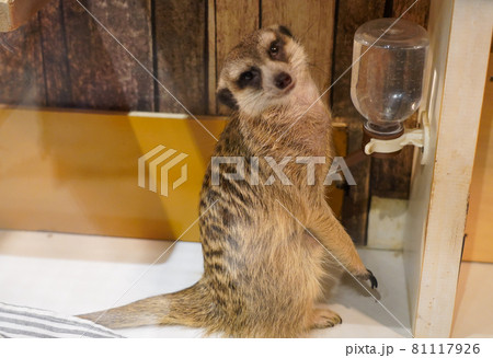 ミーアキャット 81117926