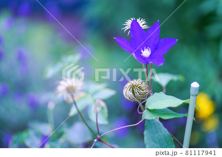 テツセンの花 81117941