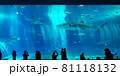 大水槽とジンベイザメ 81118132