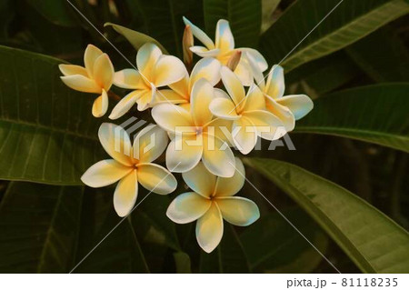 開花する南国の花 プルメリア ハワイ の写真素材