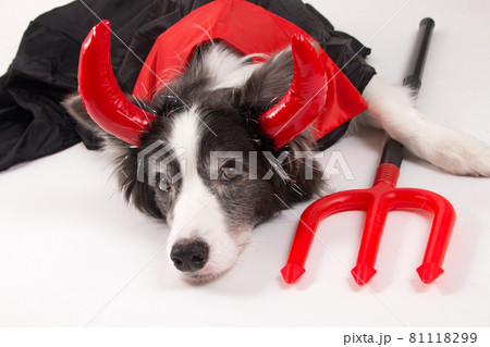 583 Border Collie Costume Stock Photos - Free & Royalty-Free Stock Photos  from Dreamstime