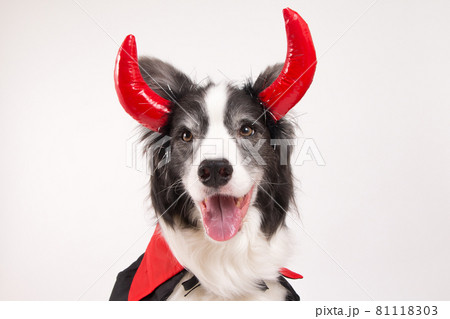 ハロウィンでデビルの仮装をするボーダーコリー 81118303