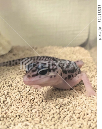 スーパーマックスノーのベビー 81118353