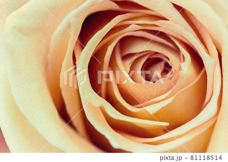 Orange rose bud 81118514