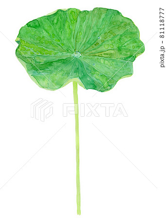 nelumbo nucifera leaf