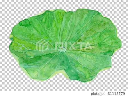 Nelumbo Nucifera ハスの葉 茎なし のイラスト素材