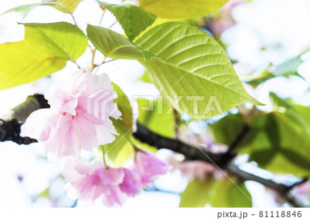 八重桜 八重桜 81118846