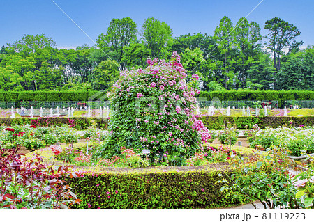 東京都 神代植物公園 バラ園の写真素材
