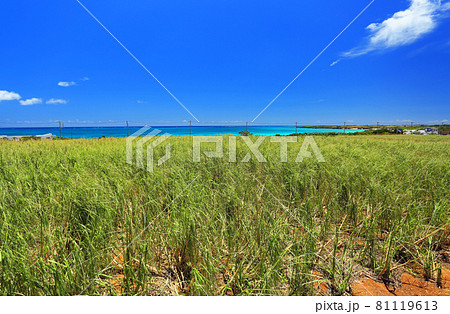 沖縄 伊良部島の風景 海沿いのさとうきび畑の写真素材