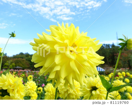 満開のダリア　天竺牡丹 81119760
