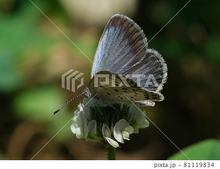 人家周辺でよくみられるヤマトシジミ 81119834