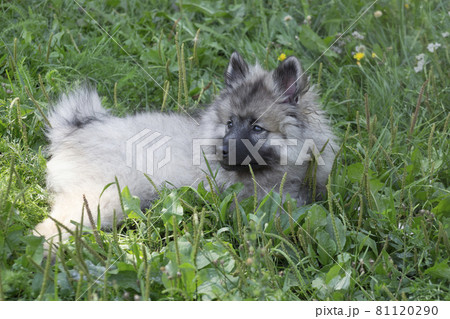 Cute keeshond puppy is lying on a green grass. Cute keeshond puppy is lying on a green grass. 81120290