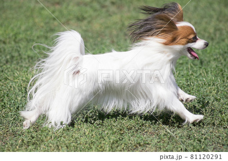 Continental toy spaniel puppy running on a grass. Continental toy spaniel puppy running on a grass. 81120291