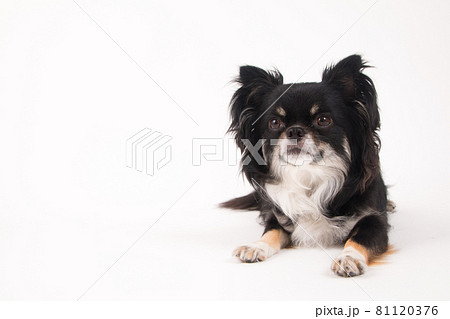 白い背景で撮影した黒いロングコートチワワ 白い背景で撮影した黒いロングコートチワワ 81120376