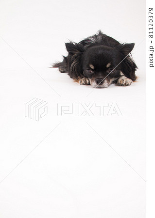白い背景で撮影した黒いロングコートチワワ 81120379