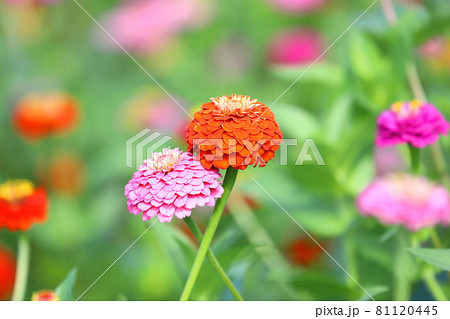 きれいな百日草の花 きれいな百日草の花 81120445
