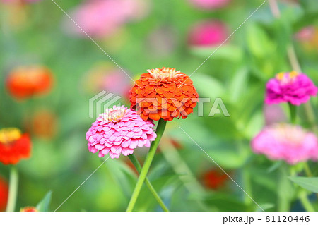 きれいな百日草の花 きれいな百日草の花 81120446