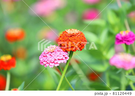 きれいな百日草の花 きれいな百日草の花 81120449