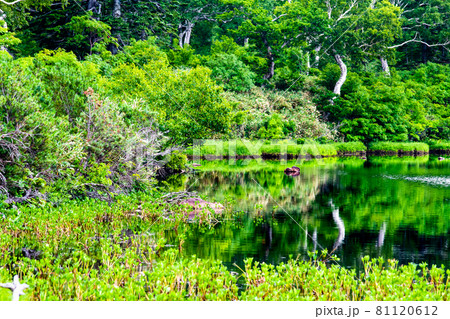 北海道共和町 夏の神仙沼 北海道共和町 夏の神仙沼 81120612