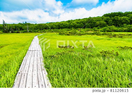 北海道共和町 夏の神仙沼湿原 北海道共和町 夏の神仙沼湿原 81120615