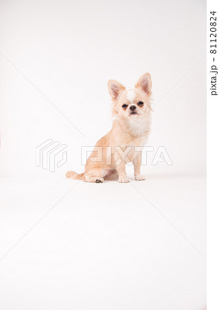 白い背景で撮影した白いロングコートチワワ 81120824