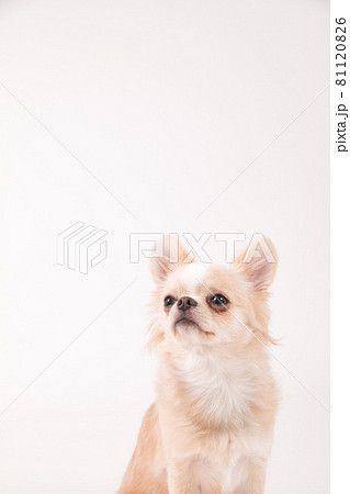 白い背景で撮影した白いロングコートチワワ 81120826