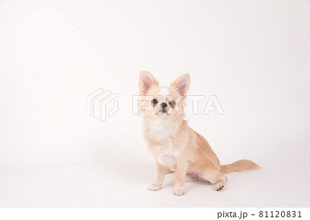 白い背景で撮影した白いロングコートチワワ 白い背景で撮影した白いロングコートチワワ 81120831